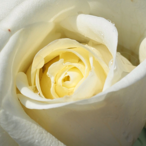 Онлайн магазин за рози - Чайно хибридни рози  - бял - Pоза Варо Игло - среден аромат - Жизберт Вербек - Добре растяща,трайни цветя.